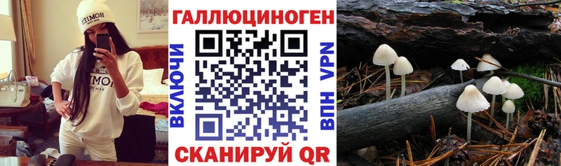 магазин продажи   Выкса  Псилоцибиновые грибы Psilocybe 